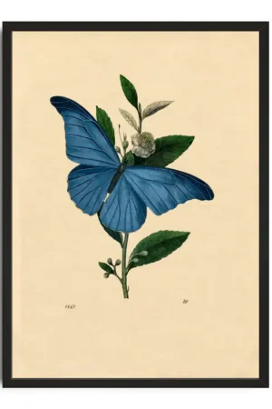 Audubon Blue Morpho Butterfly