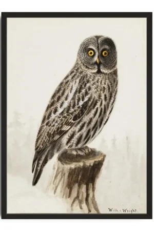 Contemplative Owl Watchfulness