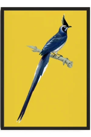 Elegant Bird Of Paradise