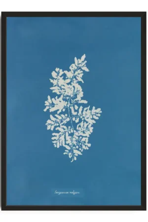 Herschel Sargassum Vulgare