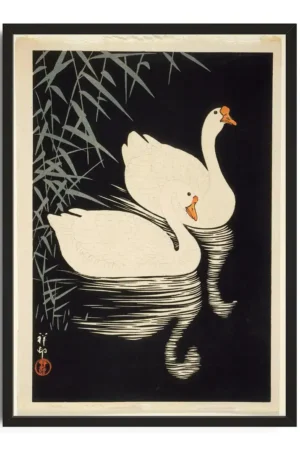 Ivory Swan Reflection
