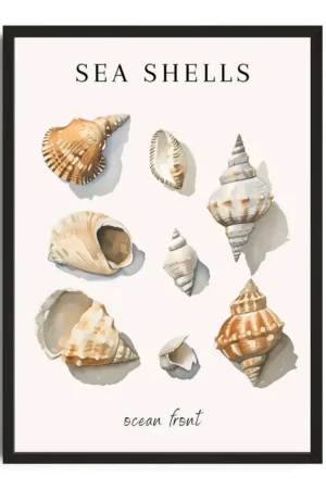 Sea Shells Vibes
